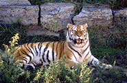 of a Bengal Tiger at rest, who almost seems to be smiling.